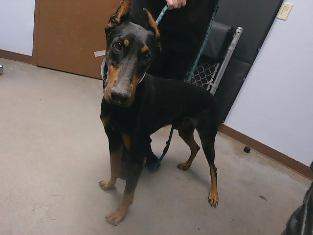adoptable Dog in Phoenix, AZ named FREESTYLE