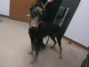 adoptable Dog in  named FREESTYLE