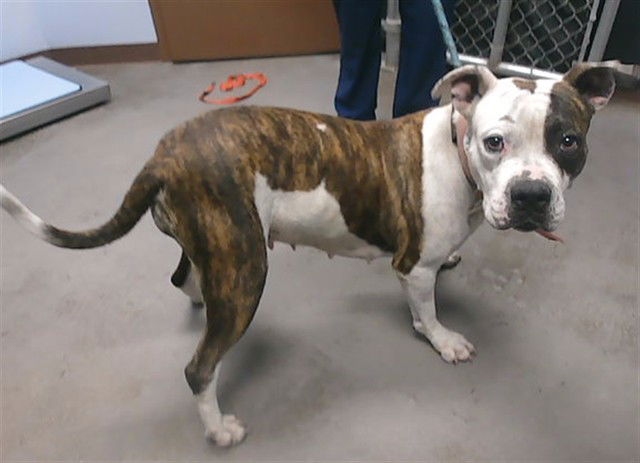 adoptable Dog in Phoenix, AZ named HAZEL