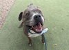 adoptable Dog in  named DINO