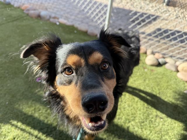adoptable Dog in Phoenix, AZ named TWIZZLER
