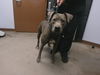 adoptable Dog in  named APPLE