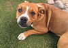 adoptable Dog in  named MAPLE