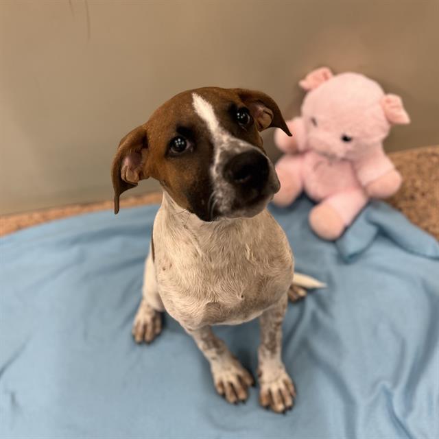 adoptable Dog in Phoenix, AZ named BACON