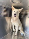 adoptable Dog in  named WINTER