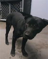 adoptable Dog in  named ILLINOIS