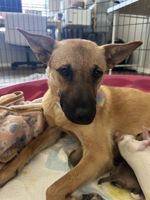 adoptable Dog in Phoenix, AZ named SAGE
