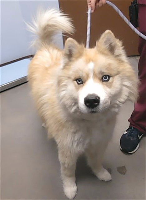 adoptable Dog in Phoenix, AZ named ROMEO