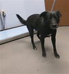 adoptable Dog in  named SHERRA