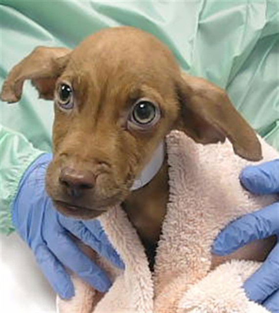 adoptable Dog in Phoenix, AZ named OTTER