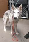 adoptable Dog in  named SPARROW