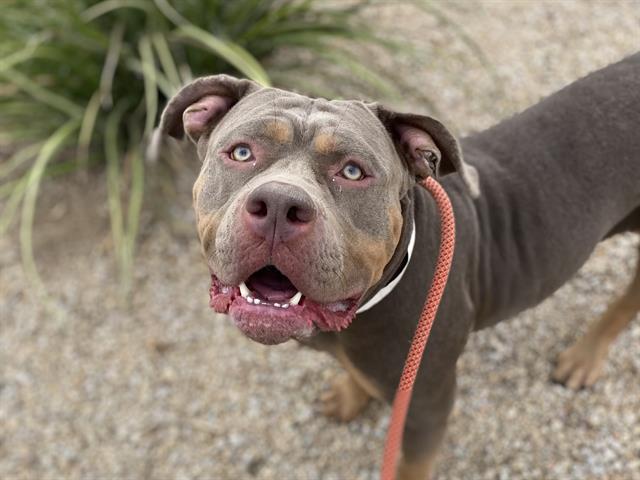 adoptable Dog in Phoenix, AZ named SCARLETTE