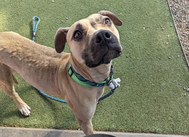 adoptable Dog in Phoenix, AZ named LATTE