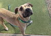 adoptable Dog in  named LATTE