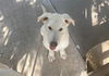 adoptable Dog in  named POGO
