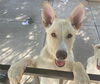 adoptable Dog in  named PAIGE
