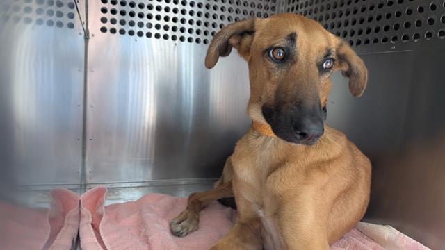 adoptable Dog in Phoenix, AZ named CAPRICORN