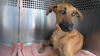 adoptable Dog in  named CAPRICORN