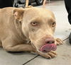 adoptable Dog in  named TIFF TIFF