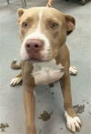 adoptable Dog in  named CANELO