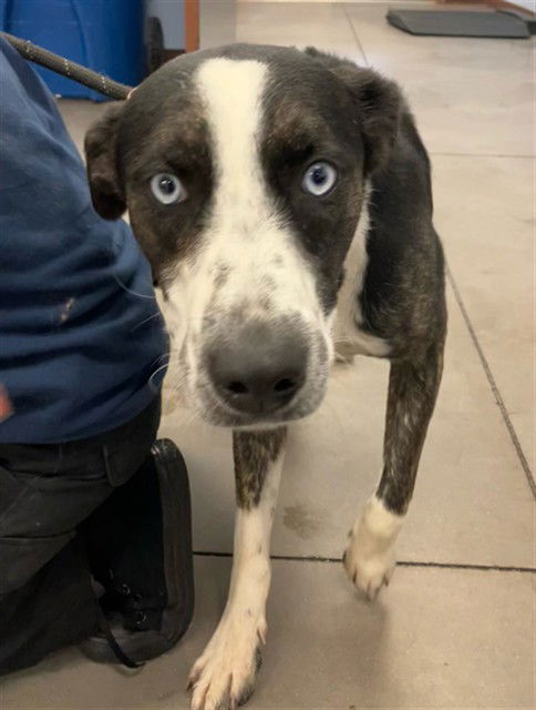 adoptable Dog in Phoenix, AZ named OCEAN