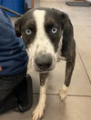 adoptable Dog in  named OCEAN