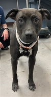 adoptable Dog in  named TRINITI