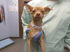 adoptable Dog in  named NUTTER BUTTER