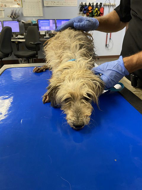adoptable Dog in Phoenix, AZ named ZIGGY