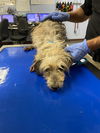 adoptable Dog in  named ZIGGY