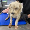 adoptable Dog in  named BENJI