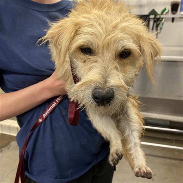 adoptable Dog in Phoenix, AZ named DAISY