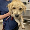 adoptable Dog in  named DAISY
