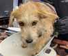 adoptable Dog in  named CALI