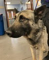 adoptable Dog in  named AXEL