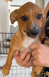 adoptable Dog in  named PEBBLES