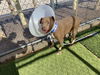 adoptable Dog in  named QUEEN