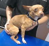 adoptable Dog in  named MAMACITA
