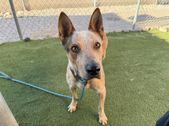 adoptable Dog in Phoenix, AZ named JACKRABBIT