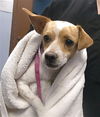 adoptable Dog in  named CEVICHE