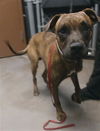 adoptable Dog in  named MAXIMUS
