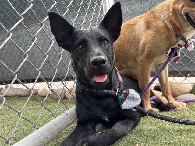 adoptable Dog in Phoenix, AZ named BEAUTY