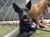 adoptable Dog in  named BEAUTY