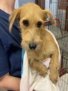adoptable Dog in  named SILVA