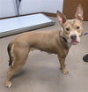 adoptable Dog in  named PICKLES