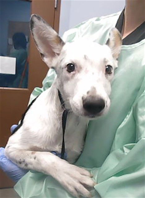 adoptable Dog in Phoenix, AZ named POPTART