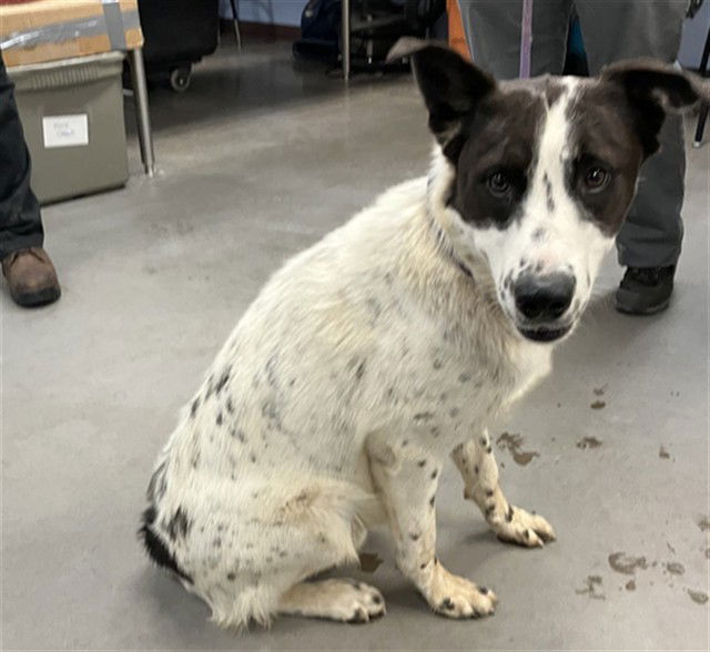 adoptable Dog in Phoenix, AZ named SLINKY