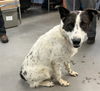 adoptable Dog in  named SLINKY