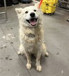 adoptable Dog in  named MARBLES