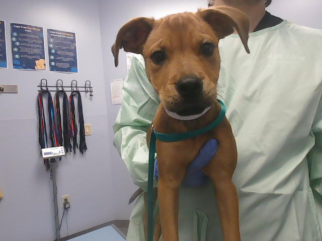adoptable Dog in Phoenix, AZ named FLOWER